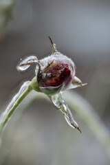 Close-up of beautiful flowers from my garden under freezing rain