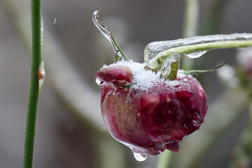 Close-up of beautiful flowers from my garden under freezing rain