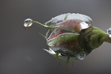 Close-up of beautiful flowers from my garden under freezing rain