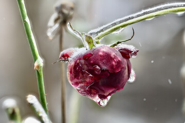 Close-up of beautiful flowers from my garden under freezing rain