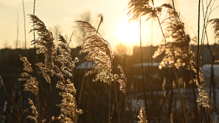 dried flowers in the morning sunlight