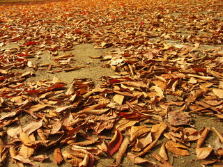 公園の欅の落葉