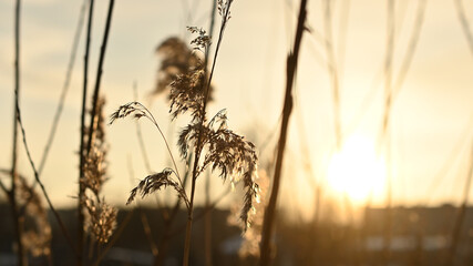 dried flowers in the morning sunlight