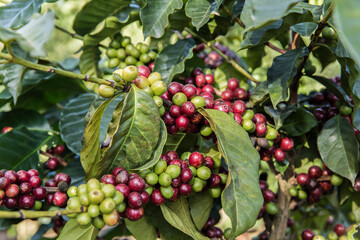 Thailand, Agriculture, Arts Culture and Entertainment, Branch - Plant Part, Canvasback Duck