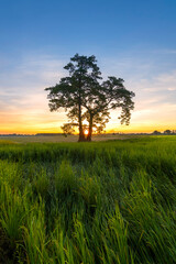 Single tree in the field at sunset