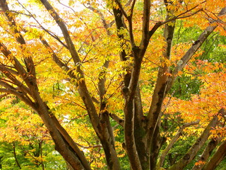 Fototapeta na wymiar 晩秋の公園の黄葉の欅