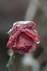 Close-up of beautiful flowers from my garden under freezing rain