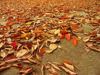 公園の欅の落葉