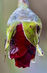 Close-up of beautiful flowers from my garden under freezing rain
