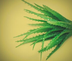 aloe flower Bush on a yellow background