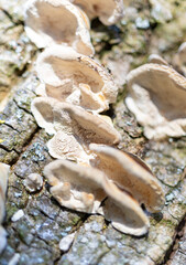 close up of a mushroom on a tree
