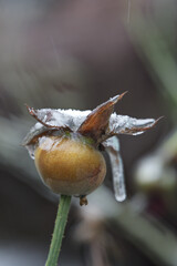 Close-up of beautiful flowers from my garden under freezing rain