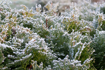 a thuja hedge in winter with frost covered leaves