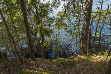 Obraz premium Beautiful landscape view of lake through pine trees. Lake shore with green trees and plants reflecting in mirror water surface. Sweden. 