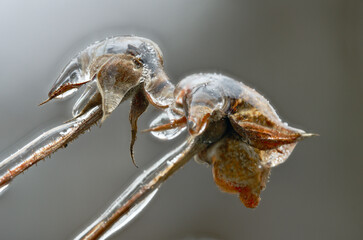 Close-up of beautiful flowers from my garden under freezing rain