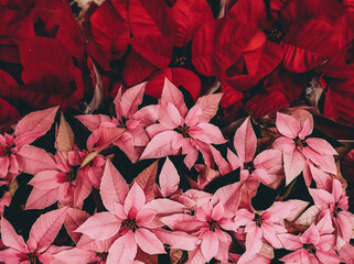 Pattern of poinsettia, the christmas flower
