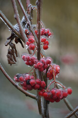 Close-up of beautiful flowers from my garden under freezing rain