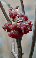 Close-up of beautiful flowers from my garden under freezing rain