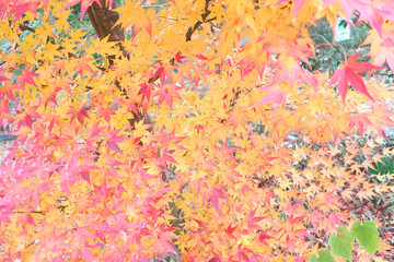 紅葉