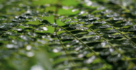 Obraz premium water drops on a green leaf