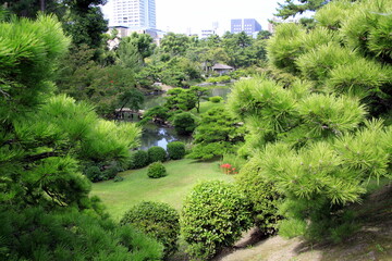 green garden in the park