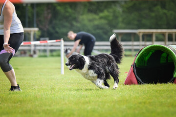 Naklejka na ściany i meble border collie in agility tunel. Amazing day on czech agility competition. They are middle expert it means A2.