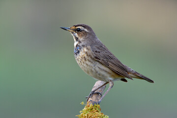 Fototapeta premium Pale brown bird and scaly belly with faded blue on its chest standing on mossy branch over blur background in evening soft lighting