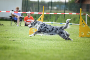 Blue merle Border collie is running agility race on czech agility competition. agility competition...
