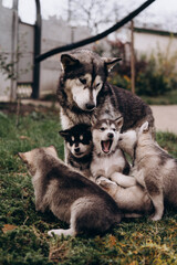 family of Alaskan malamutes, mom and puppies, fluffy happiness, dogs playing