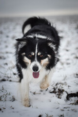 Tricolor border collie is running on the field in the snow. He is so fluffy dog.