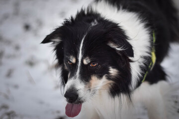 Tricolor border collie is standing on the field in the snow. He is so fluffy dog.