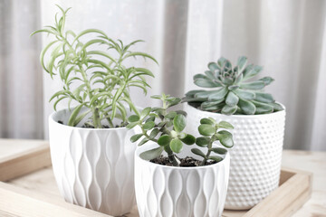 close up of three Succulent plants in white pots on a wooden rack. house gerdening. minimal home decor. scandinavian interior. hipster decor. easy to care flowers.