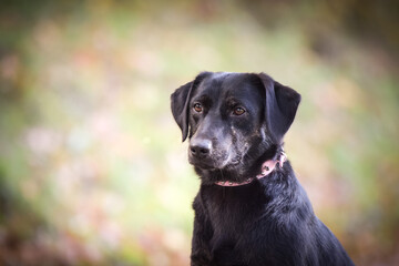 Black dog is standing in autumn nature. She is so cute dog.