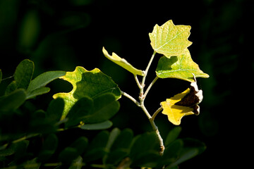autumn, tree, nature, branch, leaf, leaves, sky, red, ginger, blue, foliage, orange, season, color, plant, green, bright, flower, beauty, spring, summer, sun, water, reflection, sky , clouds, beautifu
