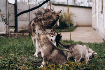 family of Alaskan malamutes, mom and puppies, fluffy happiness, dogs playing