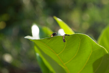 Insects on the leaves at close range