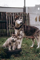 family of Alaskan malamutes, mom and puppies, fluffy happiness, dogs playing