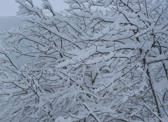 Snowfall over trees. Background with tree branches covered with a lot of snow