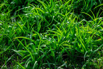 Close up fresh green grass growing on the meadow. Spring nature. 