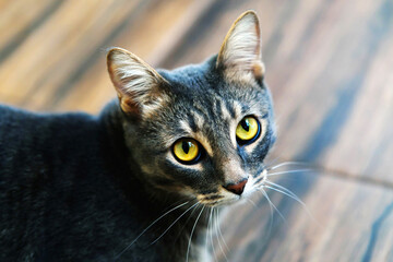 Portrait of a cat with yellow eyes. Cropped frame. View from above