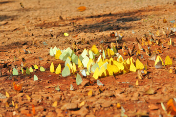 Motyle w Parku Narodowym Iguazu w Argentinie. © robnaw