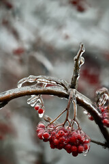 Beautiful rowan fruits and pine needles from my garden under the freezing rain close-up