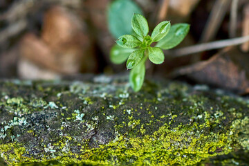 
background. green, food, aromatic, natural, fresh, plants, backgrounds, macro, grass, nature, natural green garden, healthy, organic herbs, summer, close-up, vitamin, leaves, fresh, flower, wet, macr
