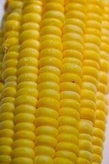 Sweet corn on the cob. Closeup of sweet corn maize. Sweet corn maize kept for sale in the market. Texture of cereals on raw sweet corn maize.