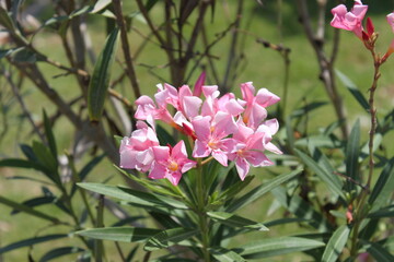 pink and white flowers