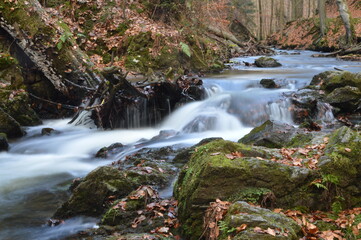 stream in the forest
