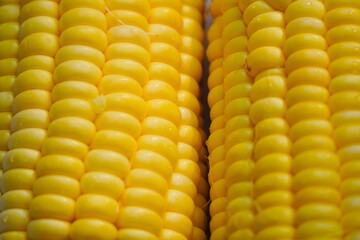 Sweet corn on the cob. Closeup of sweet corn maize. Sweet corn maize kept for sale in the market. Texture of cereals on raw sweet corn maize.