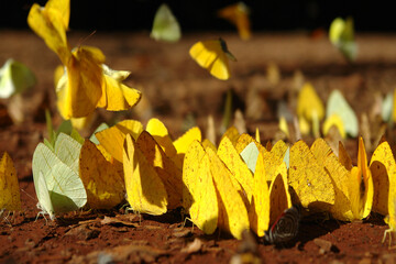 Motyle w Parku Narodowym Iguazu w Argentinie. © robnaw