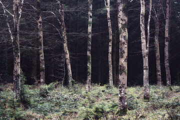 ladock woods in winter cornwall England uk 
