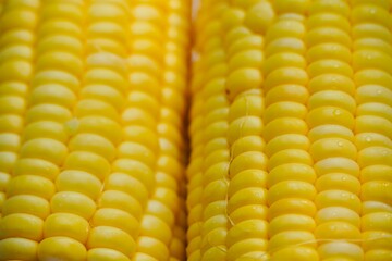 Sweet corn on the cob. Closeup of sweet corn maize. Sweet corn maize kept for sale in the market. Texture of cereals on raw sweet corn maize.